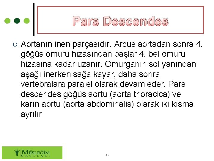 Pars Descendes ○ Aortanın inen parçasıdır. Arcus aortadan sonra 4. göğüs omuru hizasından başlar