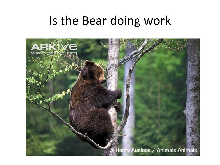 Is the Bear doing work 