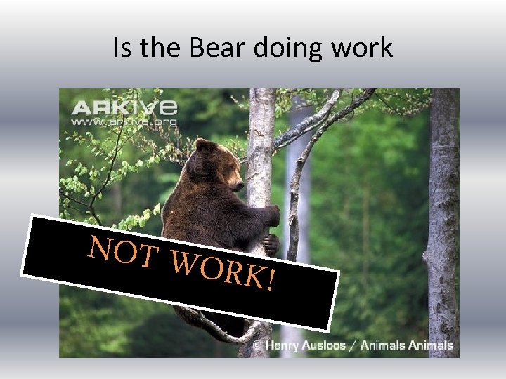 Is the Bear doing work NOT WO RK! 