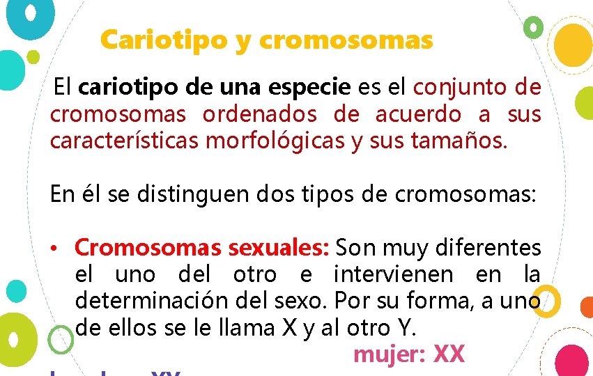 Cariotipo y cromosomas El cariotipo de una especie es el conjunto de cromosomas ordenados