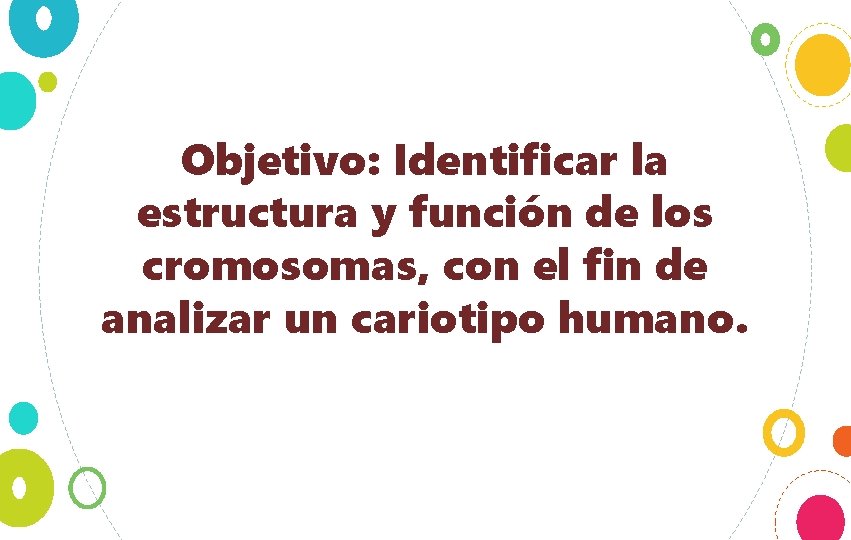 Objetivo: Identificar la estructura y función de los cromosomas, con el fin de analizar