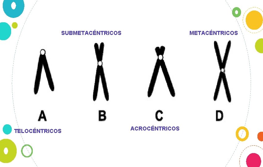 SUBMETACÉNTRICOS TELOCÉNTRICOS METACÉNTRICOS ACROCÉNTRICOS 