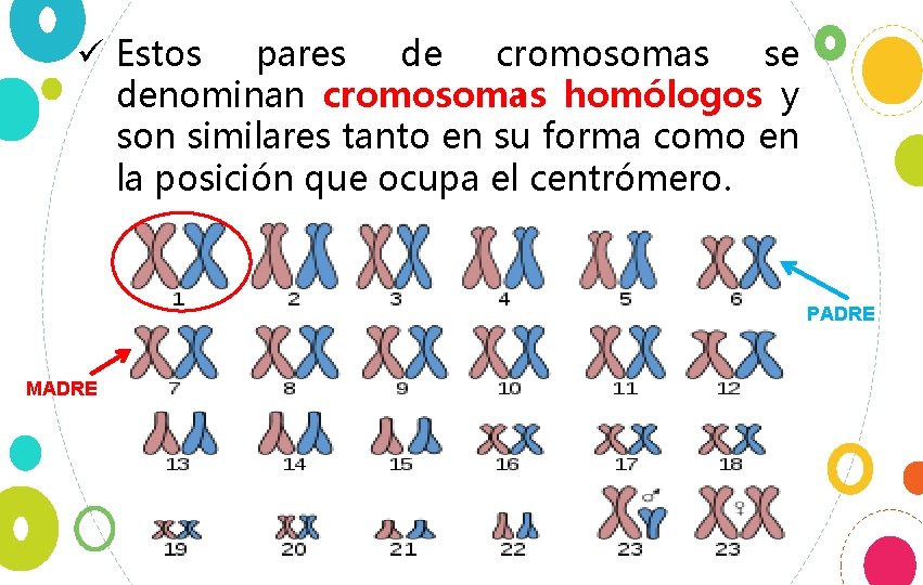 ü Estos pares de cromosomas se denominan cromosomas homólogos y son similares tanto en