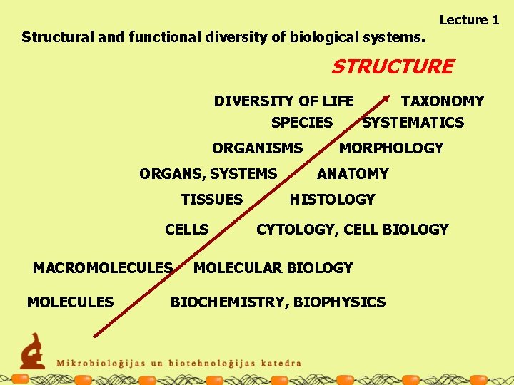 Lecture 1 Structural and functional diversity of biological systems. STRUCTURE DIVERSITY OF LIFE TAXONOMY