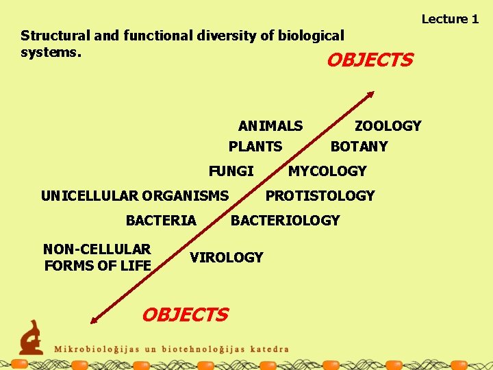 Lecture 1 Structural and functional diversity of biological systems. OBJECTS ANIMALS PLANTS FUNGI UNICELLULAR