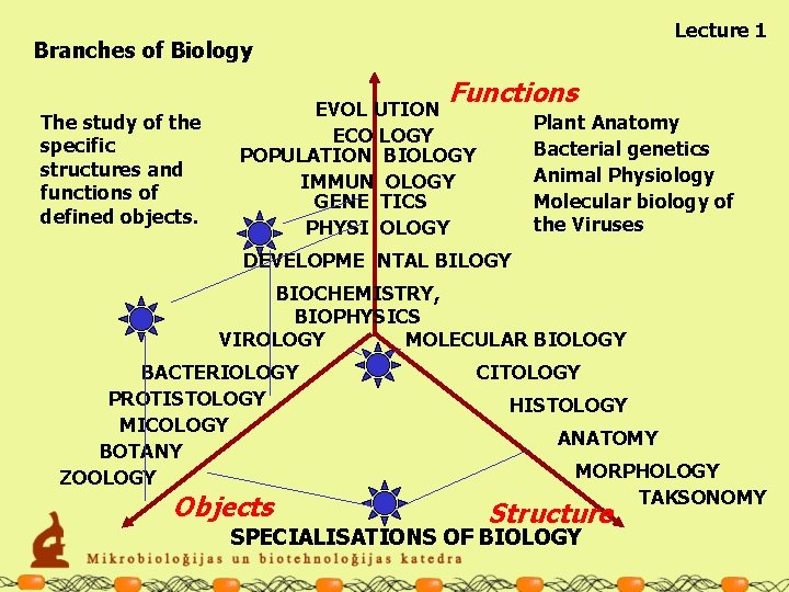 Lecture 1 Branches of Biology Functions The study of the specific structures and functions