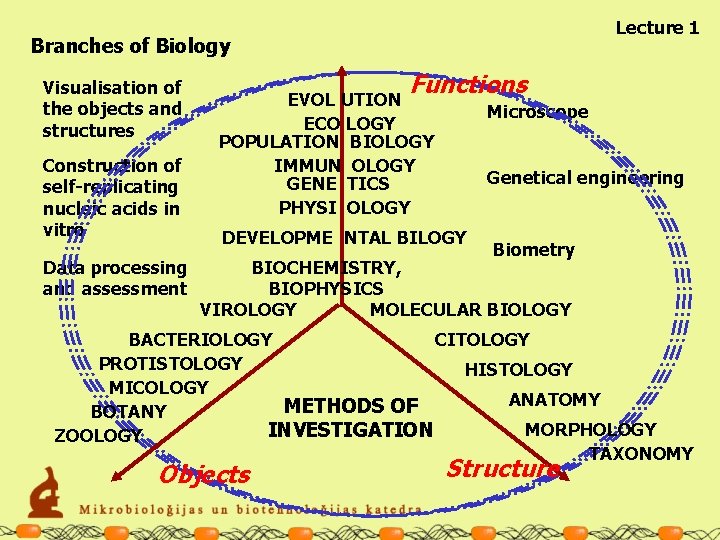 Lecture 1 Branches of Biology Visualisation of the objects and structures Construction of self-replicating