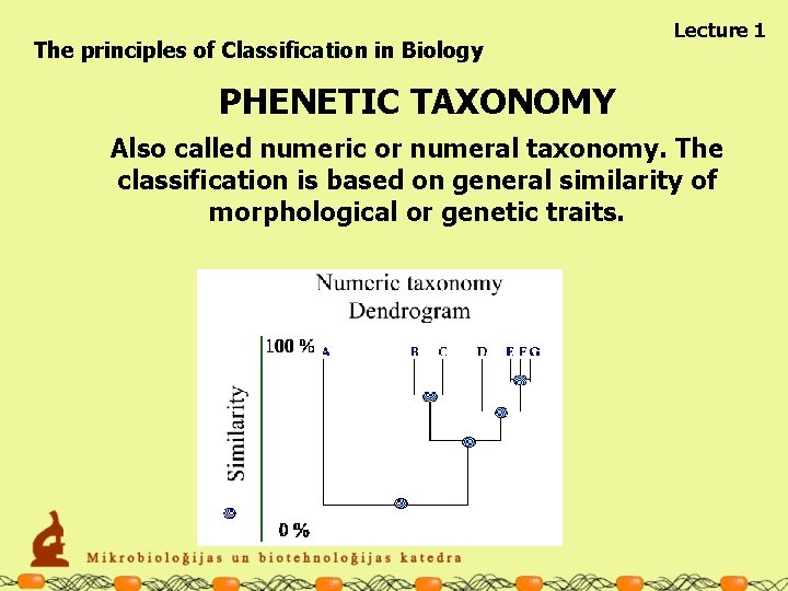 The principles of Classification in Biology Lecture 1 PHENETIC TAXONOMY Also called numeric or