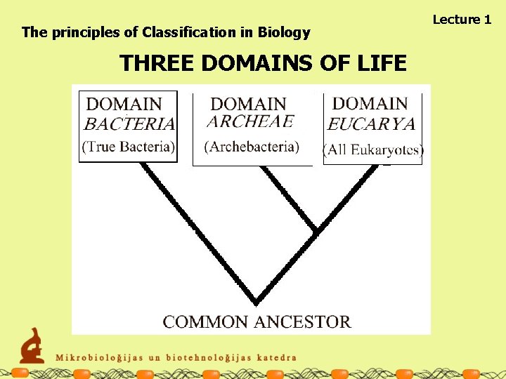 The principles of Classification in Biology THREE DOMAINS OF LIFE Lecture 1 