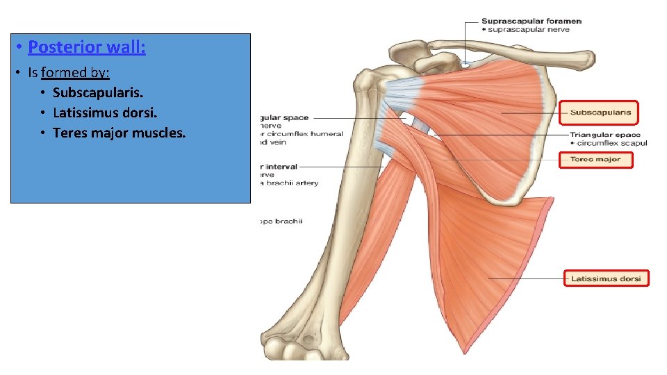  • Posterior wall: • Is formed by: • Subscapularis. • Latissimus dorsi. •
