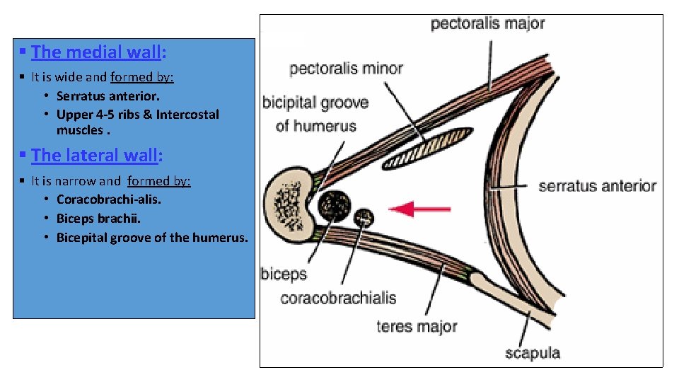 § The medial wall: § It is wide and formed by: • Serratus anterior.