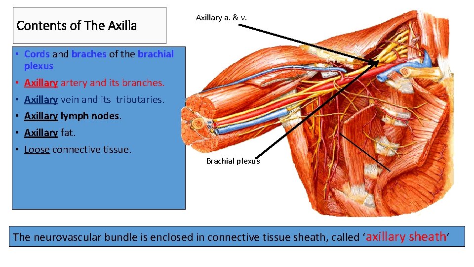 Contents of The Axillary a. & v. • Cords and braches of the brachial