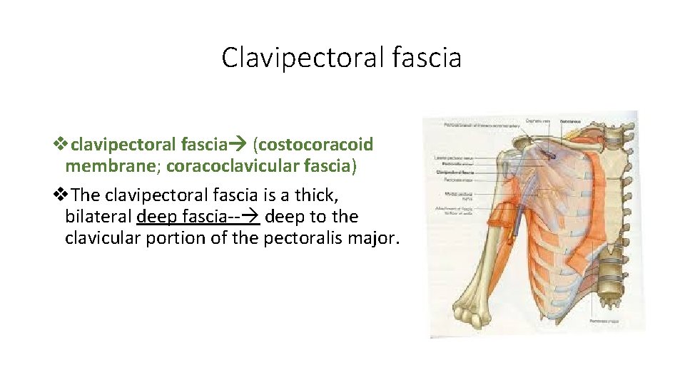 Clavipectoral fascia vclavipectoral fascia (costocoracoid membrane; coracoclavicular fascia) v. The clavipectoral fascia is a