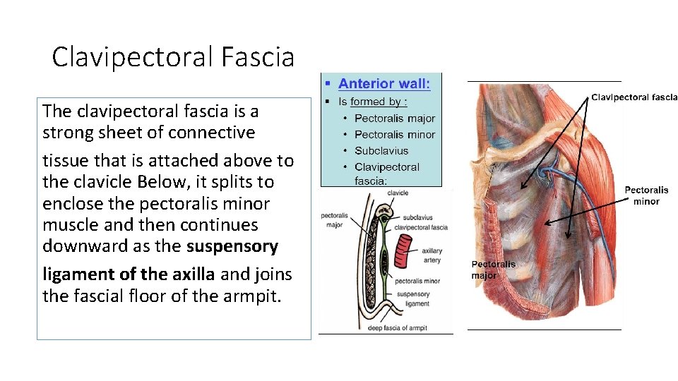 Clavipectoral Fascia The clavipectoral fascia is a strong sheet of connective tissue that is