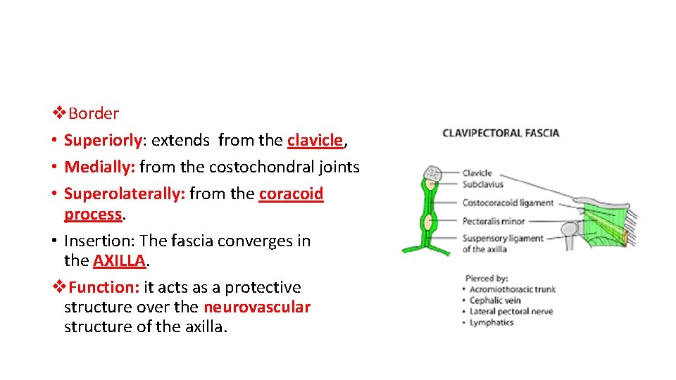 v. Border • Superiorly: extends from the clavicle, • Medially: from the costochondral joints
