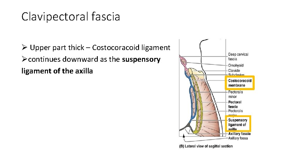 Clavipectoral fascia Ø Upper part thick – Costocoracoid ligament Øcontinues downward as the suspensory