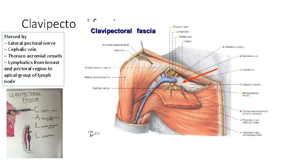 Clavipectoral fascia Pierced by – Lateral pectoral nerve – Cephalic vein – Thoraco acromial