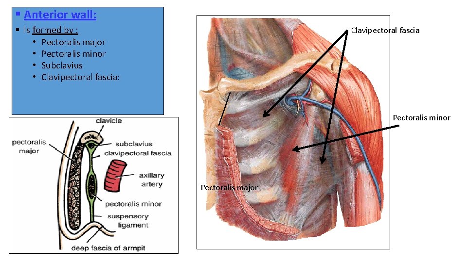§ Anterior wall: § Is formed by : • Pectoralis major • Pectoralis minor