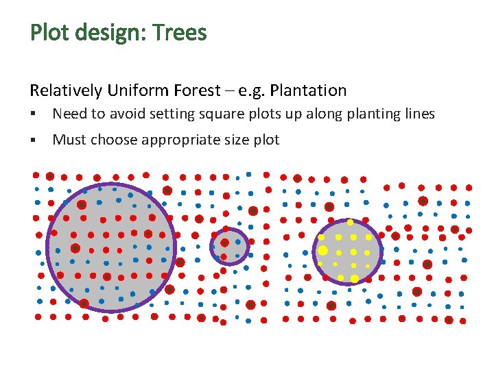 Plot design: Trees Relatively Uniform Forest – e. g. Plantation § Need to avoid