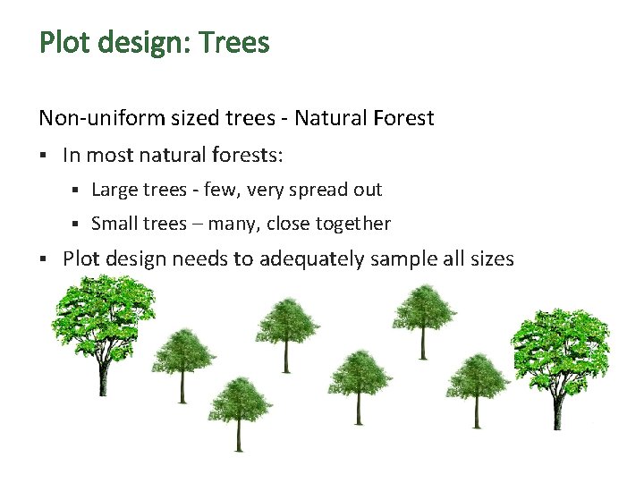 Plot design: Trees Non-uniform sized trees - Natural Forest § § In most natural