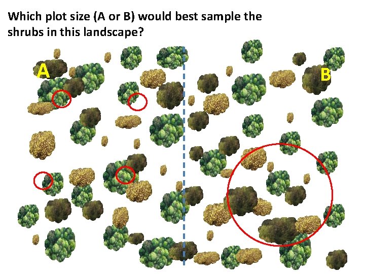 Which plot size (A or B) would best sample the shrubs in this landscape?