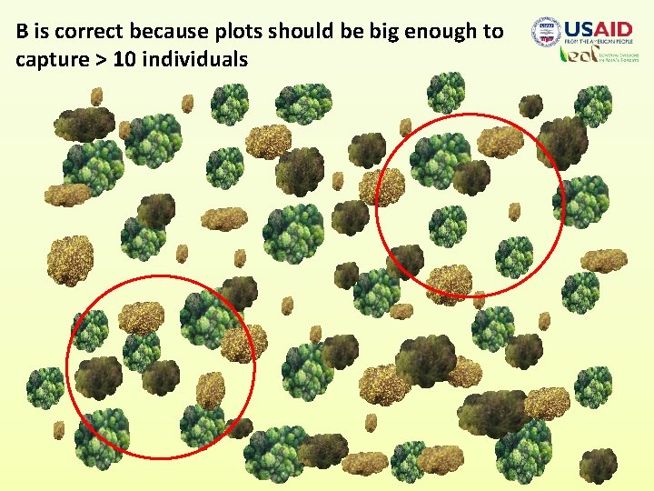 B is correct because plots should be big enough to capture > 10 individuals