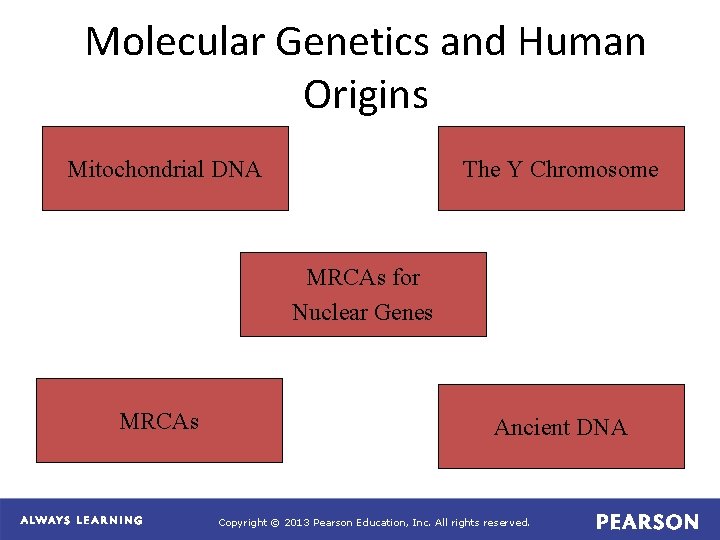 Molecular Genetics and Human Origins Mitochondrial DNA The Y Chromosome MRCAs for Nuclear Genes