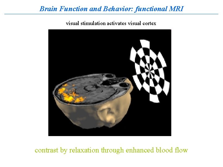 Brain Function and Behavior: functional MRI visual stimulation activates visual cortex contrast by relaxation