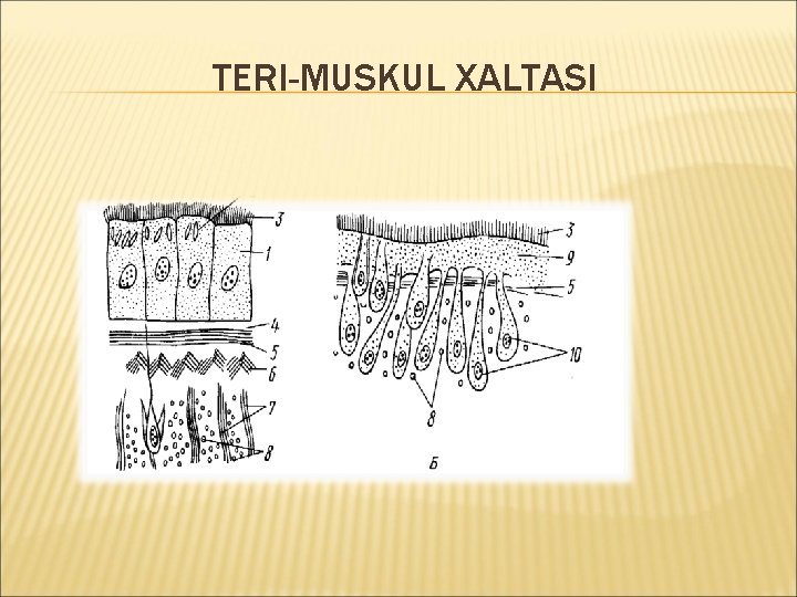 TERI-MUSKUL XALTASI 