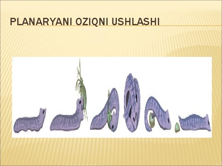 PLANARYANI OZIQNI USHLASHI 