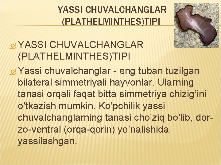 YASSI CHUVALCHANGLAR (PLATHELMINTHES)TIPI Yassi chuvalchanglar - eng tuban tuzilgan bilateral simmetriyali hayvonlar. Ularning tanasi