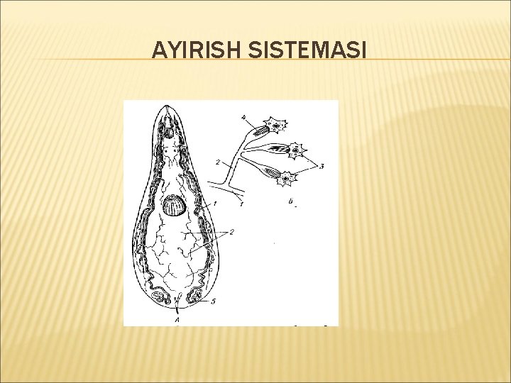 AYIRISH SISTEMASI 