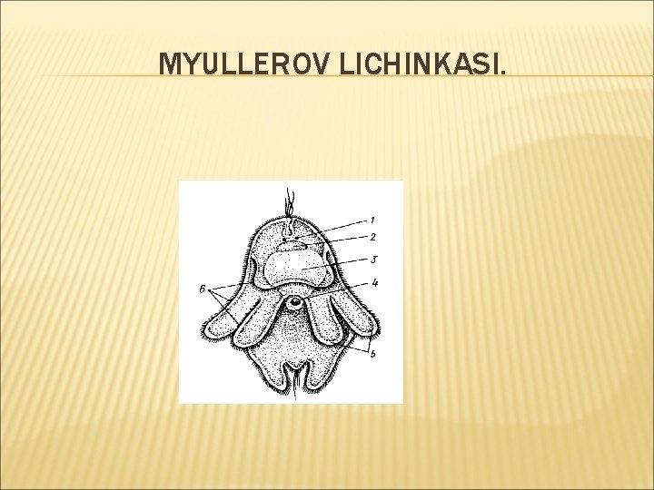 MYULLEROV LICHINKASI. 