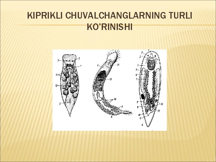 KIPRIKLI CHUVALCHANGLARNING TURLI KO’RINISHI 