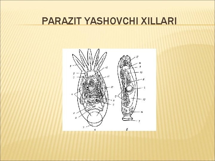 PARAZIT YASHOVCHI XILLARI 