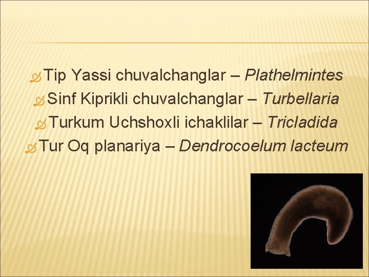  Tip Yassi chuvalchanglar – Plathelmintes Sinf Kiprikli chuvalchanglar – Turbellaria Turkum Uchshoxli ichaklilar