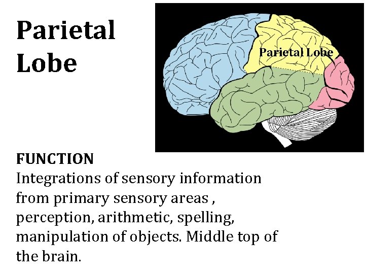 Parietal Lobe FUNCTION Integrations of sensory information from primary sensory areas , perception, arithmetic, Parietal Lobe FUNCTION Integrations of sensory information from primary sensory areas , perception, arithmetic,