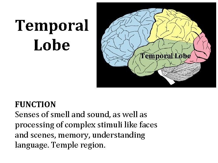 Temporal Lobe FUNCTION Senses of smell and sound, as well as processing of complex Temporal Lobe FUNCTION Senses of smell and sound, as well as processing of complex