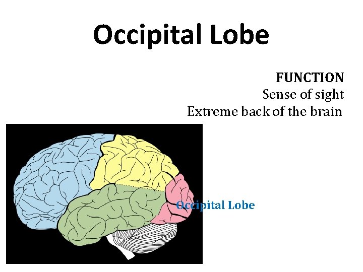 Occipital Lobe FUNCTION Sense of sight Extreme back of the brain Occipital Lobe Occipital Lobe FUNCTION Sense of sight Extreme back of the brain Occipital Lobe