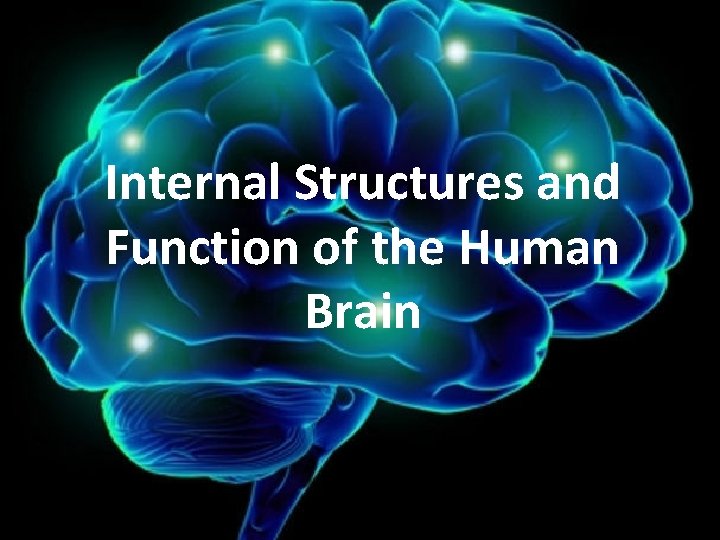 Internal Structures and Function of the Human Brain Internal Structures and Function of the Human Brain