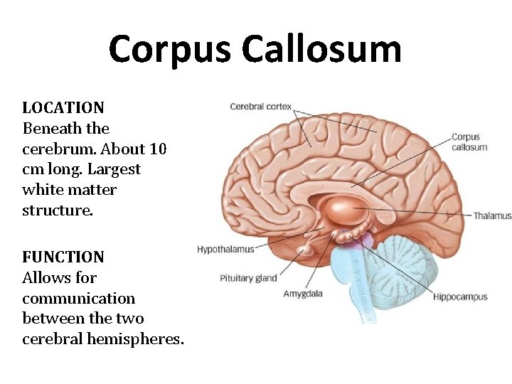 Corpus Callosum LOCATION Beneath the cerebrum. About 10 cm long. Largest white matter structure. Corpus Callosum LOCATION Beneath the cerebrum. About 10 cm long. Largest white matter structure.