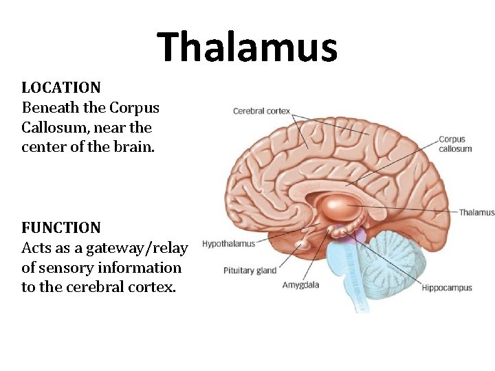 Thalamus LOCATION Beneath the Corpus Callosum, near the center of the brain. FUNCTION Acts Thalamus LOCATION Beneath the Corpus Callosum, near the center of the brain. FUNCTION Acts