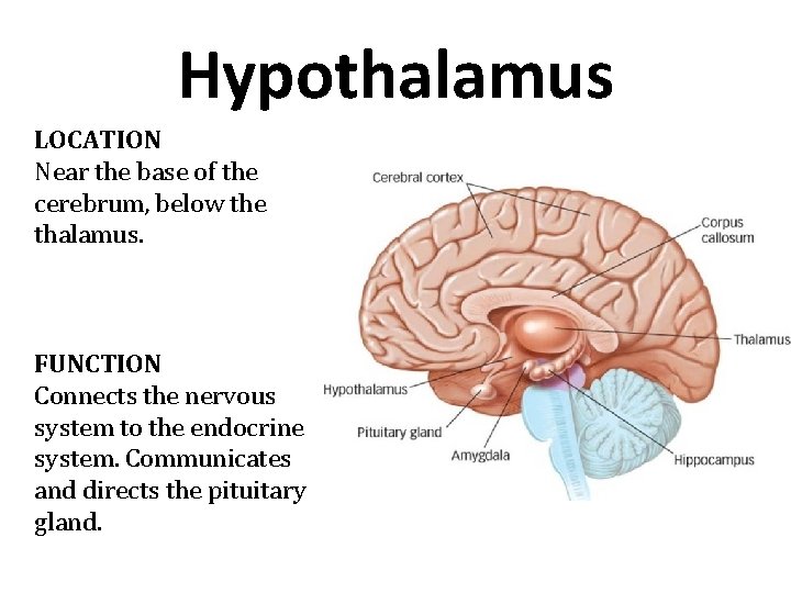Hypothalamus LOCATION Near the base of the cerebrum, below the thalamus. FUNCTION Connects the Hypothalamus LOCATION Near the base of the cerebrum, below the thalamus. FUNCTION Connects the