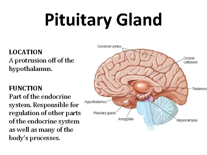 Pituitary Gland LOCATION A protrusion off of the hypothalamus. FUNCTION Part of the endocrine Pituitary Gland LOCATION A protrusion off of the hypothalamus. FUNCTION Part of the endocrine