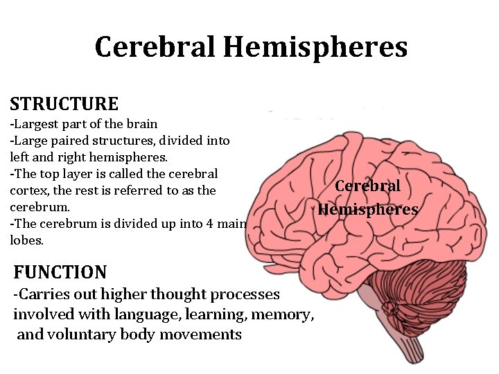 Cerebral Hemispheres STRUCTURE -Largest part of the brain -Large paired structures, divided into left Cerebral Hemispheres STRUCTURE -Largest part of the brain -Large paired structures, divided into left