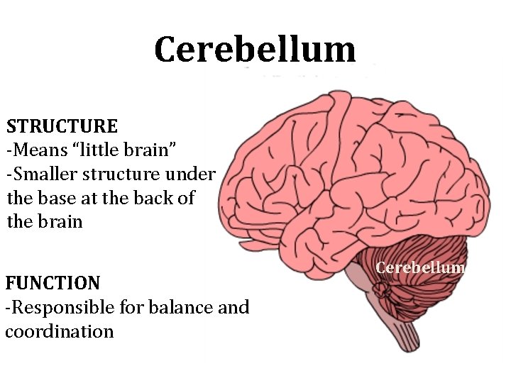 Cerebellum STRUCTURE -Means “little brain” -Smaller structure under the base at the back of Cerebellum STRUCTURE -Means “little brain” -Smaller structure under the base at the back of