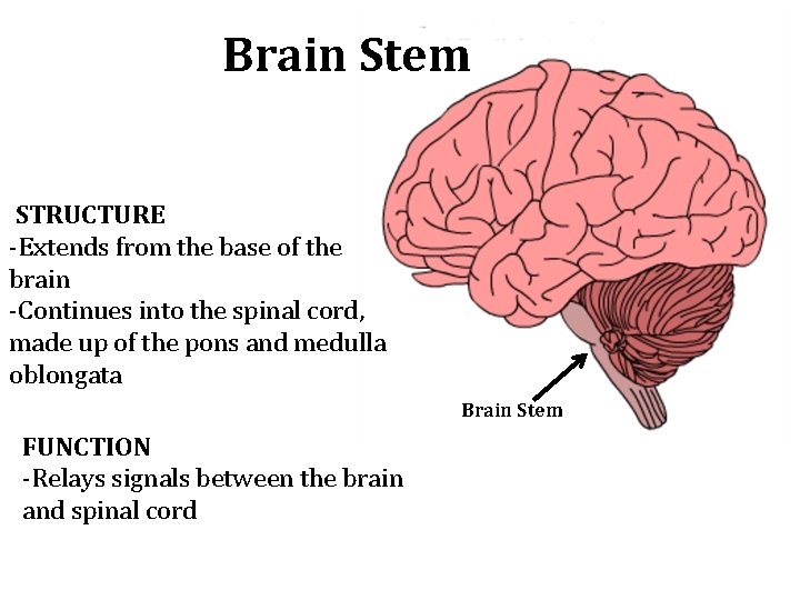 Brain Stem STRUCTURE -Extends from the base of the brain -Continues into the spinal Brain Stem STRUCTURE -Extends from the base of the brain -Continues into the spinal