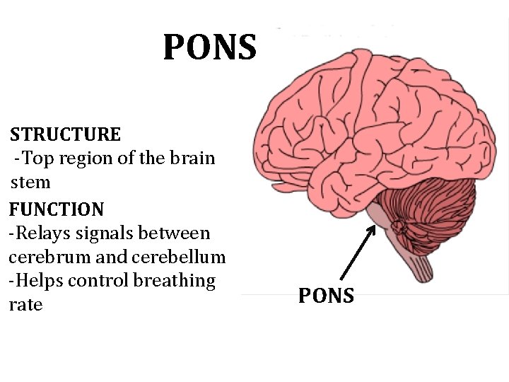 PONS STRUCTURE -Top region of the brain stem FUNCTION -Relays signals between cerebrum and PONS STRUCTURE -Top region of the brain stem FUNCTION -Relays signals between cerebrum and