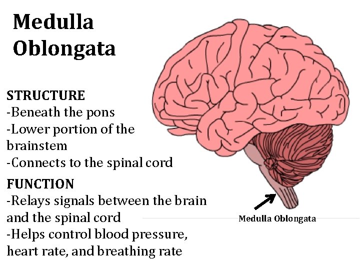 Medulla Oblongata STRUCTURE -Beneath the pons -Lower portion of the brainstem -Connects to the Medulla Oblongata STRUCTURE -Beneath the pons -Lower portion of the brainstem -Connects to the