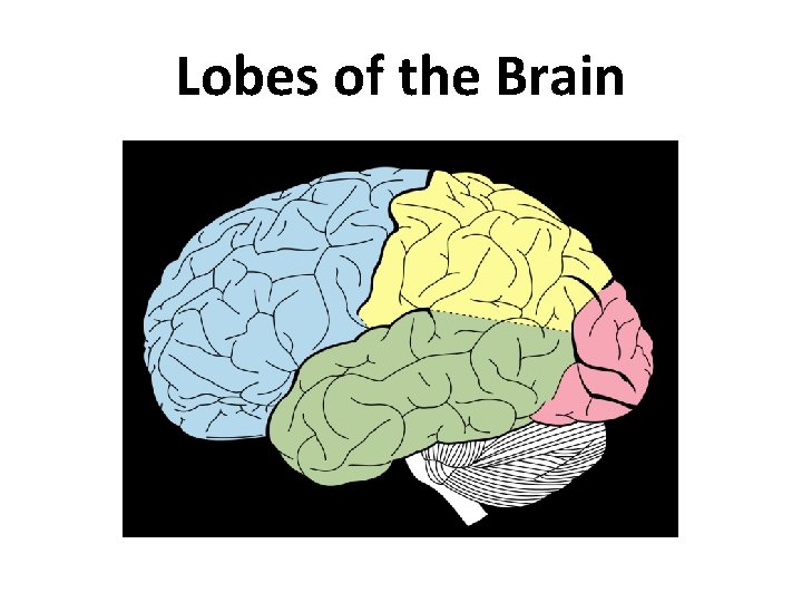 Lobes of the Brain Lobes of the Brain